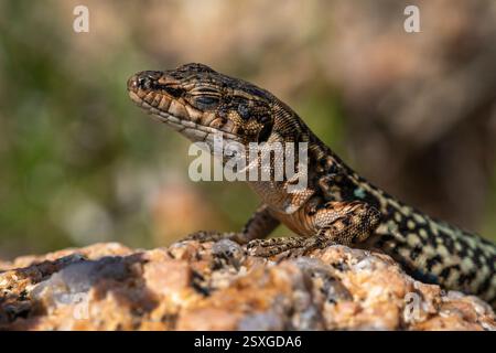 Nahaufnahme Detail einer Tyrrhenischen Mauereidechse (Podarcis tiliguerta) auf einem Granitfelsen, Baia Sardinia, Sardinien, Italien. Stockfoto