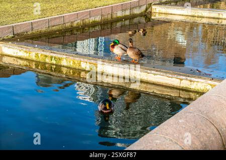 Blick auf einen Wassergraben rund um den Bellevue City Park in Bellevue, Washington. Stockfoto