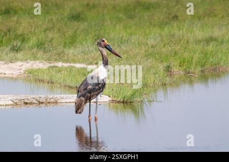 Sattelschnabelstorch (Ephippiorhynchus senegalensis), unreifer Vogel Stockfoto