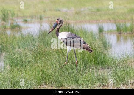 Sattelschnabelstorch (Ephippiorhynchus senegalensis), unreifer Vogel Stockfoto