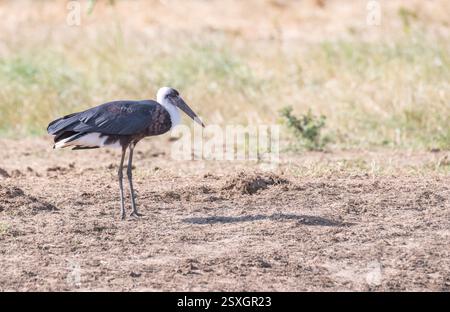 Wollhalsstorch (Ciconia episcopus) Stockfoto