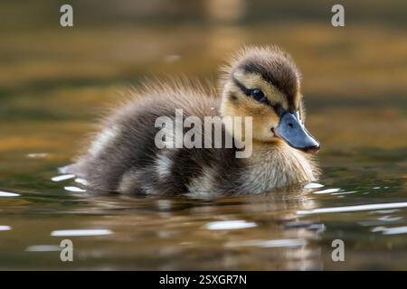 Stockenten-Entlein (Anas platyrhynchos), Cairngorms, Schottland Stockfoto
