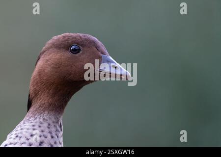 Männliche australische Holzente (Chenonetta jubata) Nahaufnahme Porträt, Sydney, Australien Stockfoto
