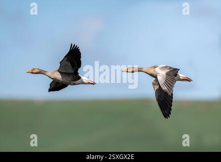Graugänse fliegen aus nächster Nähe Stockfoto