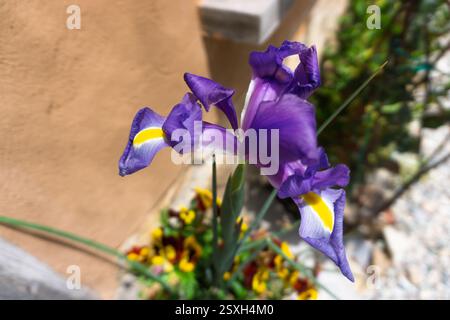 Lebendige Iris xiphium (spanische Iris) blüht auf der Isla del Sol Titicaca Bolivien, wunderschöne Wildblume in einer üppigen natürlichen Umgebung Stockfoto