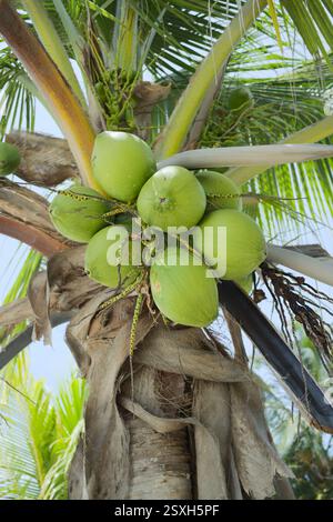 Grüne Kokosnüsse auf Kokospalmen (lat. Cocos nucifera), die auf den San Blas Inseln in Panama wachsen (selektiver Fokus, Schwerpunkt auf Kokosnüsse) Stockfoto