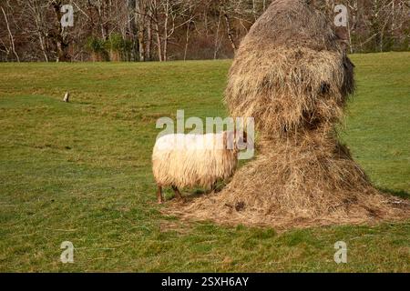 Eine rustikale Bauernhofszene mit einem Heu fressenden Schafen in einem traditionellen Palleiro in Asturien, Spanien. Die Holzstruktur bietet einen gemütlichen Unterschlupf für Th Stockfoto