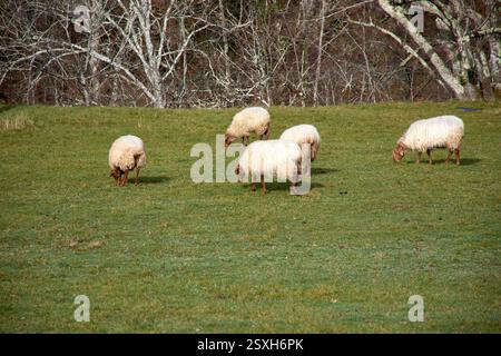 Eine malerische ländliche Szene mit einer Gruppe von Schafen, die auf einer üppigen grünen Wiese in Asturien, Spanien, weidet. Die sanften Hügel und die lebhafte Landschaft schaffen das Stockfoto