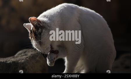 Cat Cleaning IT's Paw zwischen alten Ruinen. Eine Katze pflegt ihre Pfoten und konzentriert sich auf die Reinigung. Sie hat ein überwiegend weißes Fell Stockfoto