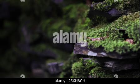 Ein moosiger Abschnitt der Trockenmauer neben einem Wasserfall. Moosbedeckte Trockenwand mit unebenen, gestapelten Steinen. Stockfoto