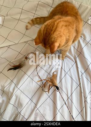 Niedliche Ingwerkatze, die mit dem Spielstab auf dem Bett spielt, von oben Stockfoto