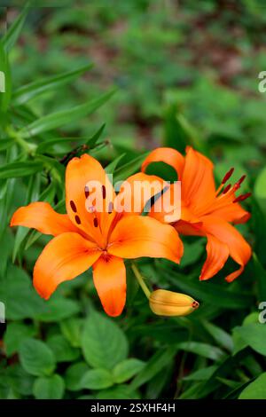 Orange Thunberg Lilie blüht auf dem Feld Stockfoto