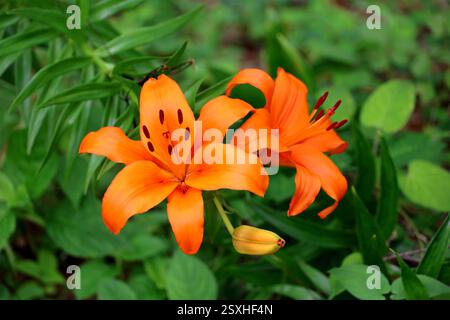 Orange Thunberg Lilie blüht auf dem Feld Stockfoto