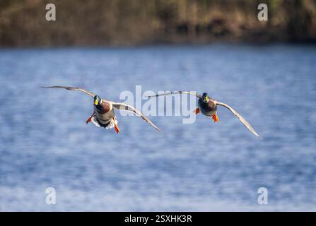 Zwei Male Mallard Enten landeten am 24. Februar 2025 am Langford Lake in Wiltshire Stockfoto
