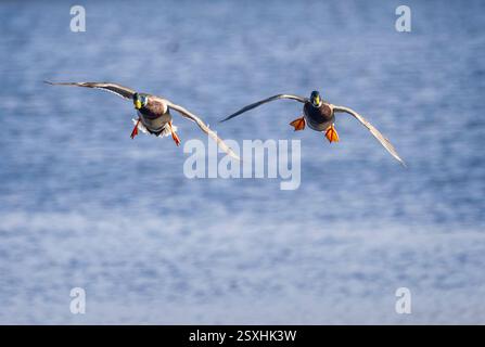 Zwei Male Mallard Enten landeten am 24. Februar 2025 am Langford Lake in Wiltshire Stockfoto