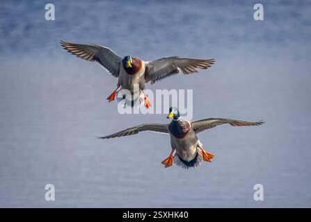 Zwei Male Mallard Enten landeten am 24. Februar 2025 am Langford Lake in Wiltshire Stockfoto