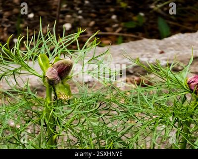 Früchte von Paeonia tenuifolia an Büschen im Frühjahr. Stockfoto