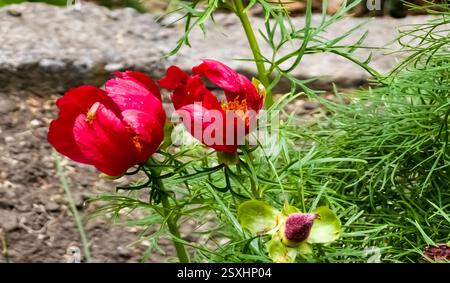 Paeonia tenuifolia blüht im Frühjahr mit roten Blüten. Stockfoto