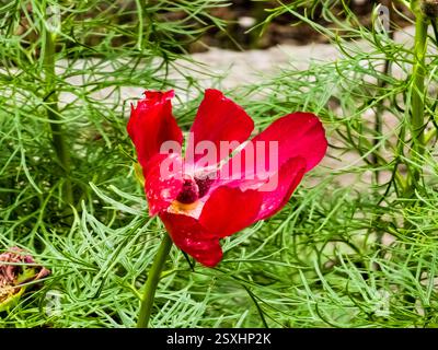 Paeonia tenuifolia wächst und blüht im Frühling im Garten. Stockfoto