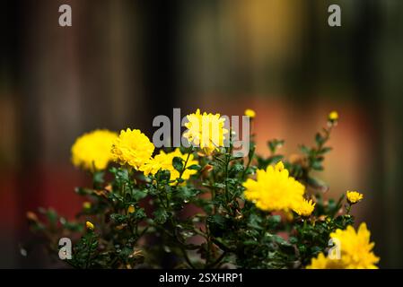 Gelbe Chrysanthemen in Blüte mit Tautropfen und verschwommenem Hintergrund Stockfoto