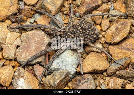 Australische Wolfsspinne mit Babys auf dem Rücken Stockfoto