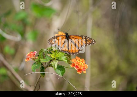 Monarch-Schmetterling auf einer bunten Blume. Stockfoto