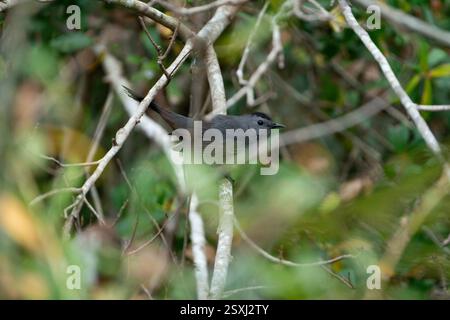 Grauer Katzenvogel auf dem Zweig eines Baumes. Stockfoto