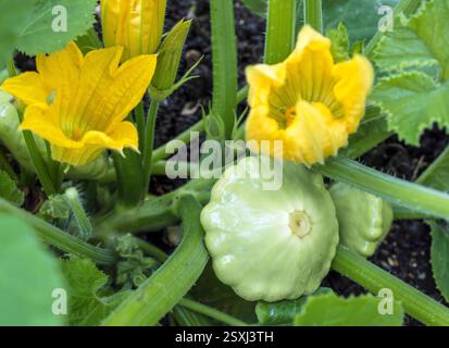 Kürbisflecken in einem Küchengarten mit gelben Kürbisblüten und Babykürbissen von Cucurbita pepo var. Patissoniana. Stockfoto