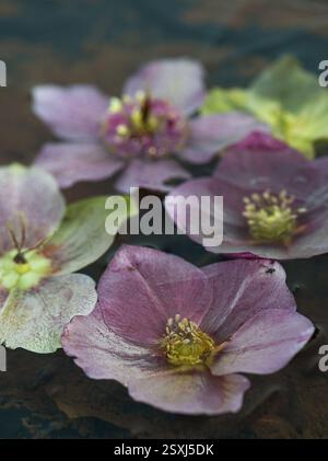 In Eis eingebettete Helikopterblüten. Stockfoto