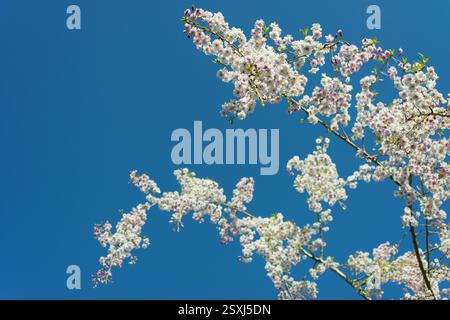 Kirschblüten im Frühling. Stockfoto