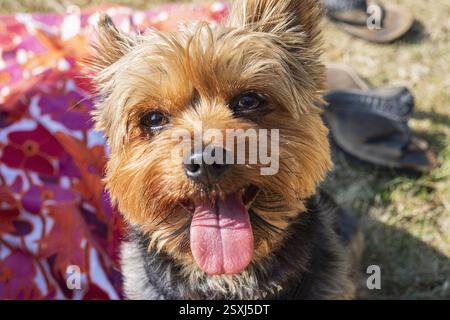 Eine Nahaufnahme eines yorkshire Terriers. Stockfoto