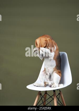 Ein Beagle sitzt auf einem weißen Stuhl und legt seine Pfote über seine Augen, scheut oder verspielt. Das Bild fängt einen lustigen und herzerwärmenden Moment ein. Stockfoto