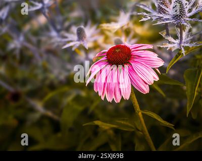 Nahaufnahme einer bunten violetten Echinacea Blüte mit hellgrünem Hintergrund, medizinische Blume Stockfoto