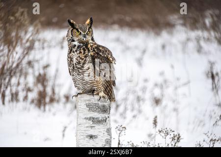 Die große Hörnereule (Bubo virginianus) liegt im Winter, Ontario, Kanada, mit schneebedecktem, verschwommenem Hintergrund Stockfoto