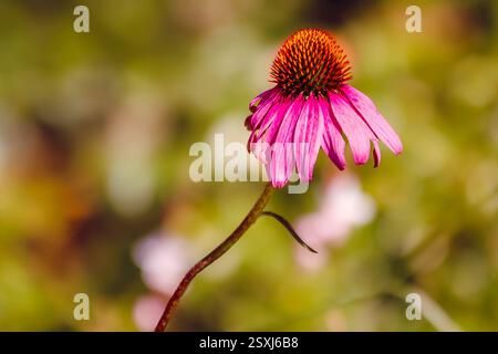 Nahaufnahme einer bunten violetten Echinacea-Blüte mit hellgrünem Hintergrund Stockfoto
