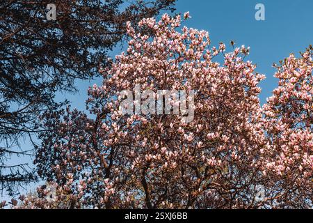 Nahaufnahme der Spitzen der blühenden Magnolienbäume im Park, Frühlingszeit, Hamilton, Ontario Stockfoto