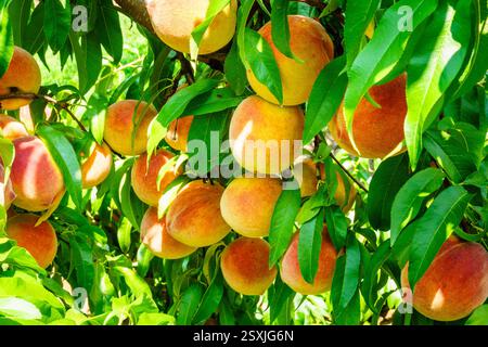 Nahaufnahme von Reifen Pfirsichen auf einem Ast in einem Obstgarten in Zentral-Kentucky Stockfoto
