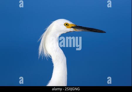 Nahaufnahme Porträt eines schneebedeckten Egrets, der aus nächster Nähe vor dem blauen Hintergrund des Seewassers vorbeigeht. Stockfoto