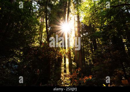 Das Sonnenlicht bricht durch hoch aufragende Mammutbäume im Wald von Muir Woods. Stockfoto
