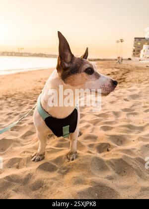 Niedriger Blick auf einen Jack Russell Terrier Hund, der bei Sonnenuntergang an einem südkalifornischen Strand auf Sand steht Stockfoto