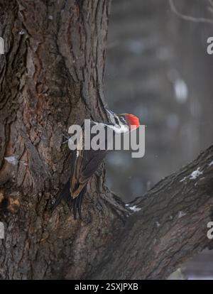 Ein wunderschöner Pileated Woodspecht im Winter Stockfoto