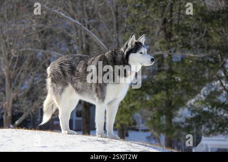 Sibirischer Husky im Schnee – Hyper Focus – Gigapixel Stockfoto