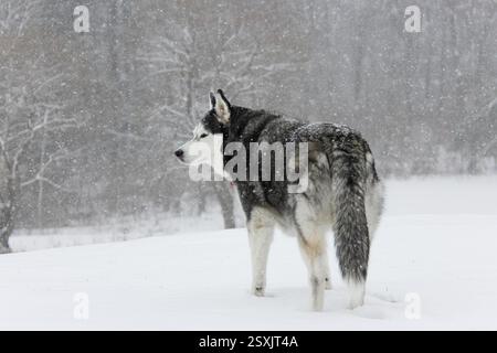 Sibirischer Husky im Schnee – Super Focus – Gigapixel Stockfoto