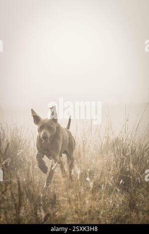 Weimaraner rennt im Nebel Stockfoto