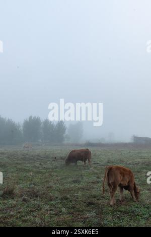 Kühe grasen an einem sehr nebeligen Tag im Herbst. Stockfoto