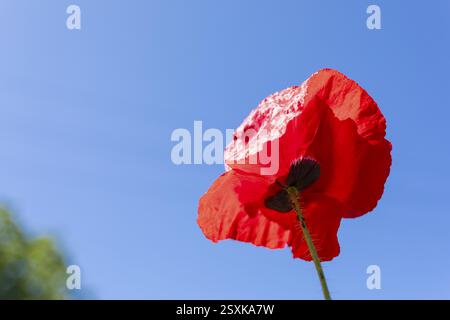 Rote Mohnblüte (Papaver) vor einem blauen Himmel Stockfoto