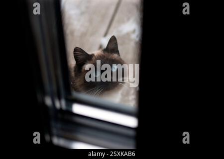 Ein gerahmtes Porträt einer blauäugigen Katze, die hinter einer Glastür sitzt Stockfoto