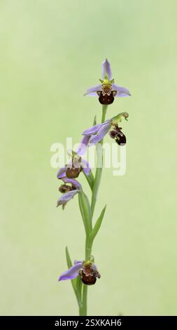 Bienenorchidee (Ophrys apifera), blüht am Rand einer Feldhecke vor hellem Hintergrund, Nordrhein-Westfalen, Deutschland, Europa Stockfoto