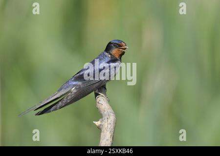 Hirundo rustica auf einem Ast sitzend, Nationalpark Neusiedler See, Burgenland, Österreich, Europa Stockfoto