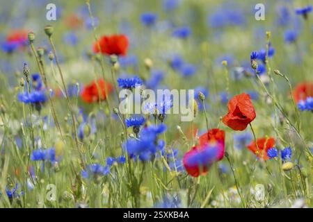 Einzelne Mohnblumen (Papaver) blühen zwischen Kornblumen (Centaurea cyanus) am Feldrand, Sächsisches Elbland, Sachsen, Deutschland, Europa Stockfoto